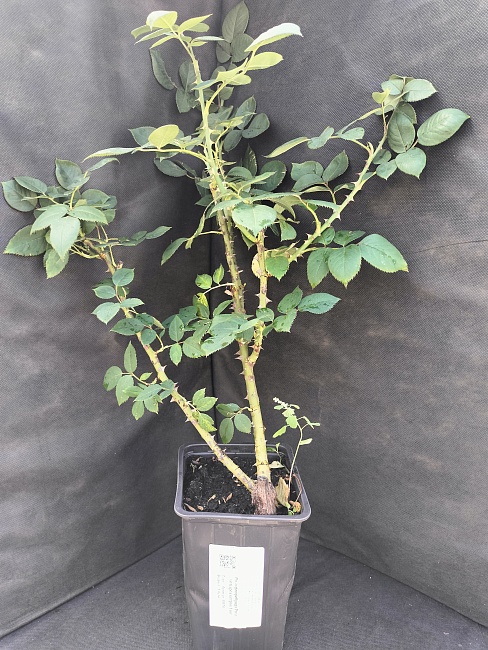 Роза флорибунда Роза четырех ветров 1 шт